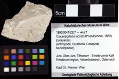 Foto (Objket + Etiketten) von Cracensigillatus acutirostris (Moericke, 1889) 